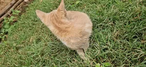 1-3 months Female Purebred Bombay