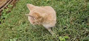 3-6 months Female Purebred Balinese