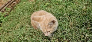1-3 months Female Purebred Bengal