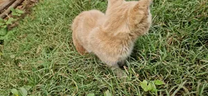 0-1 month Female Purebred Balinese