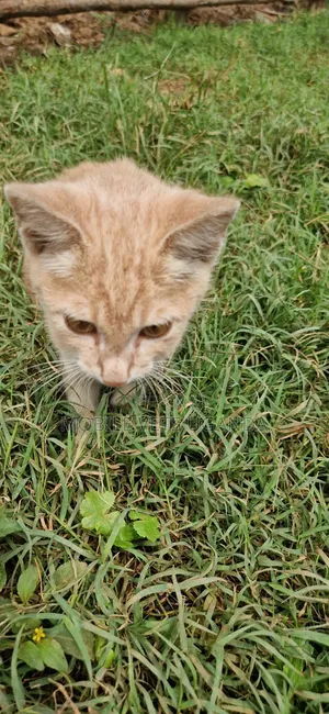 1-3 months Female Purebred Exotic