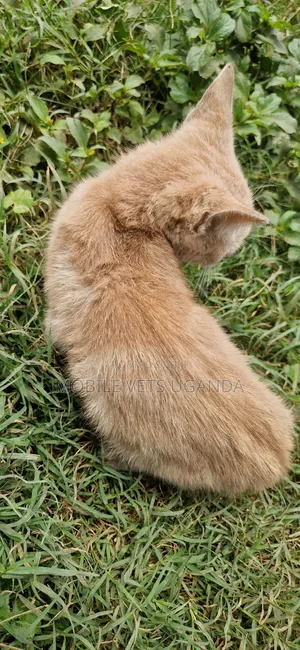 1-3 months Male Purebred Exotic