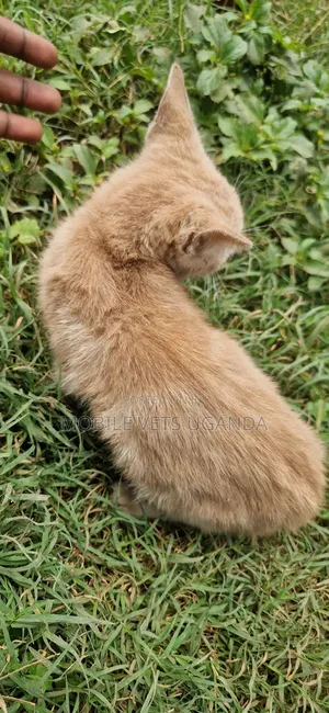 1-3 months Female Purebred Bombay