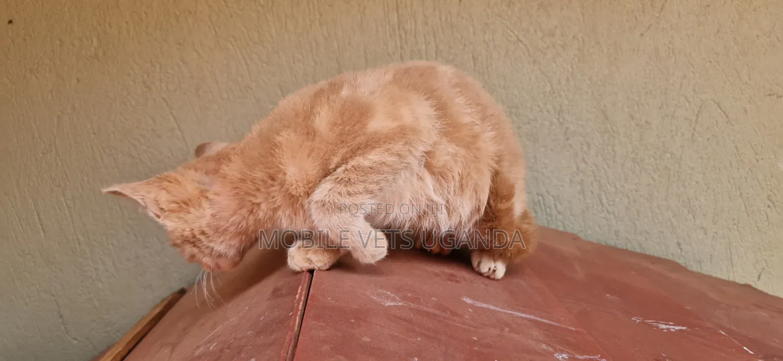 1-3 months Male Purebred Sphynx