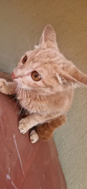 1-3 months Female Purebred Tonkinese