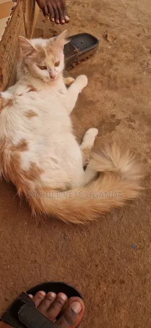 3-6 months Female Purebred Ragdoll