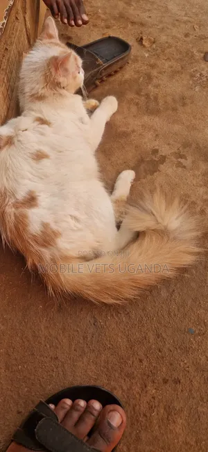 1-3 months Male Purebred Ragdoll