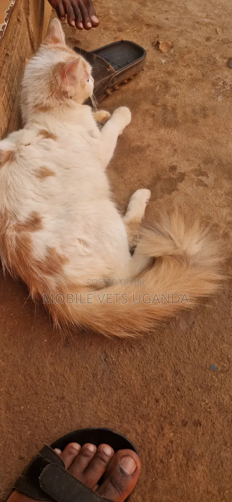1-3 months Male Purebred Ragdoll