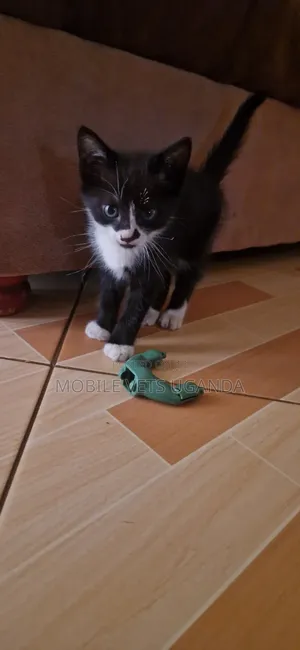 0-1 month Male Purebred American Bobtail