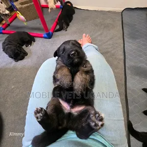 0-1 month Male Purebred German Shepherd