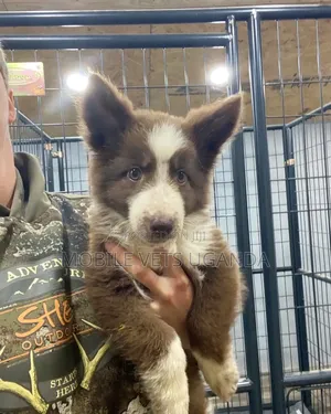 3-6 months Male Purebred Siberian Husky