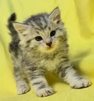 1-3 months Female Purebred Tabby
