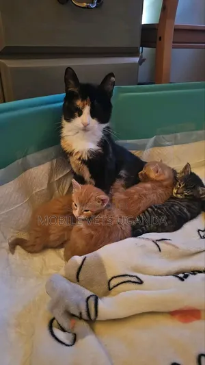 0-1 month Female Purebred Abyssinian