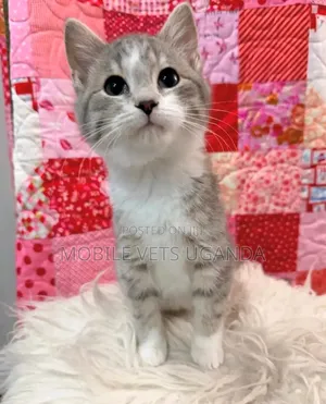 3-6 months Male Purebred American Bobtail