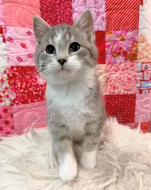 0-1 month Male Purebred Tabby