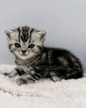 1-3 months Female Purebred American Bobtail