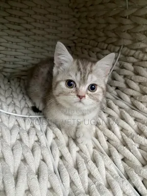 1-3 months Male Purebred Turkish Angora