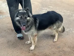 6-12 months Male Purebred German Shepherd