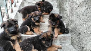 1-3 months Male Purebred German Shepherd