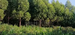 Titled Land for Sale – Prime Investment Opportunity Along Masaka Road