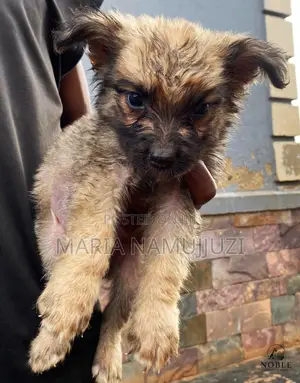 1-3 months Male Purebred German Shepherd