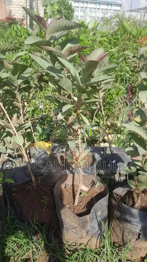Dwarf Guavas