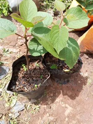 Kiwi Fruits Seedlings