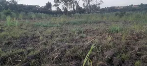 50ft By 100ft Plot For Sale In Nsangi