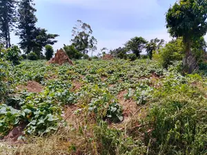Plots for Sale With Land Titles 12 Decimals in Renewills Estate