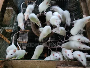 Albino Rats For Biology Practicals.