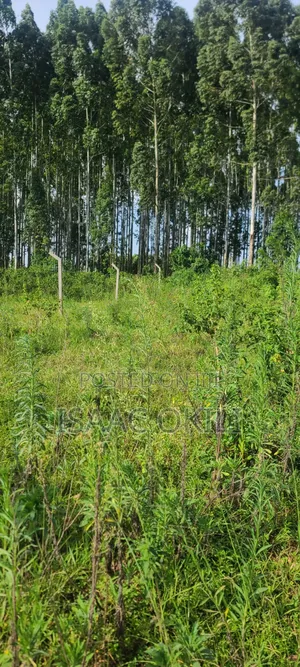 Prime Plot in Nakassaja, 
100ft X 100ft | Milo Land