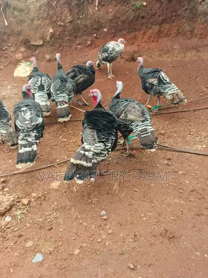 Turkey Ready for Sale