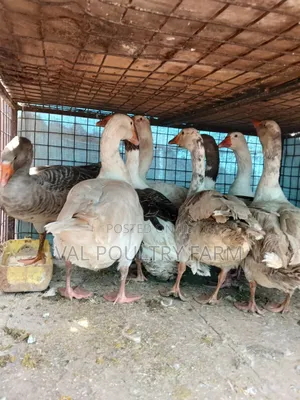 Geese Ready for Sale