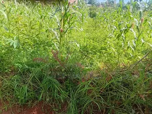 Land on Sale