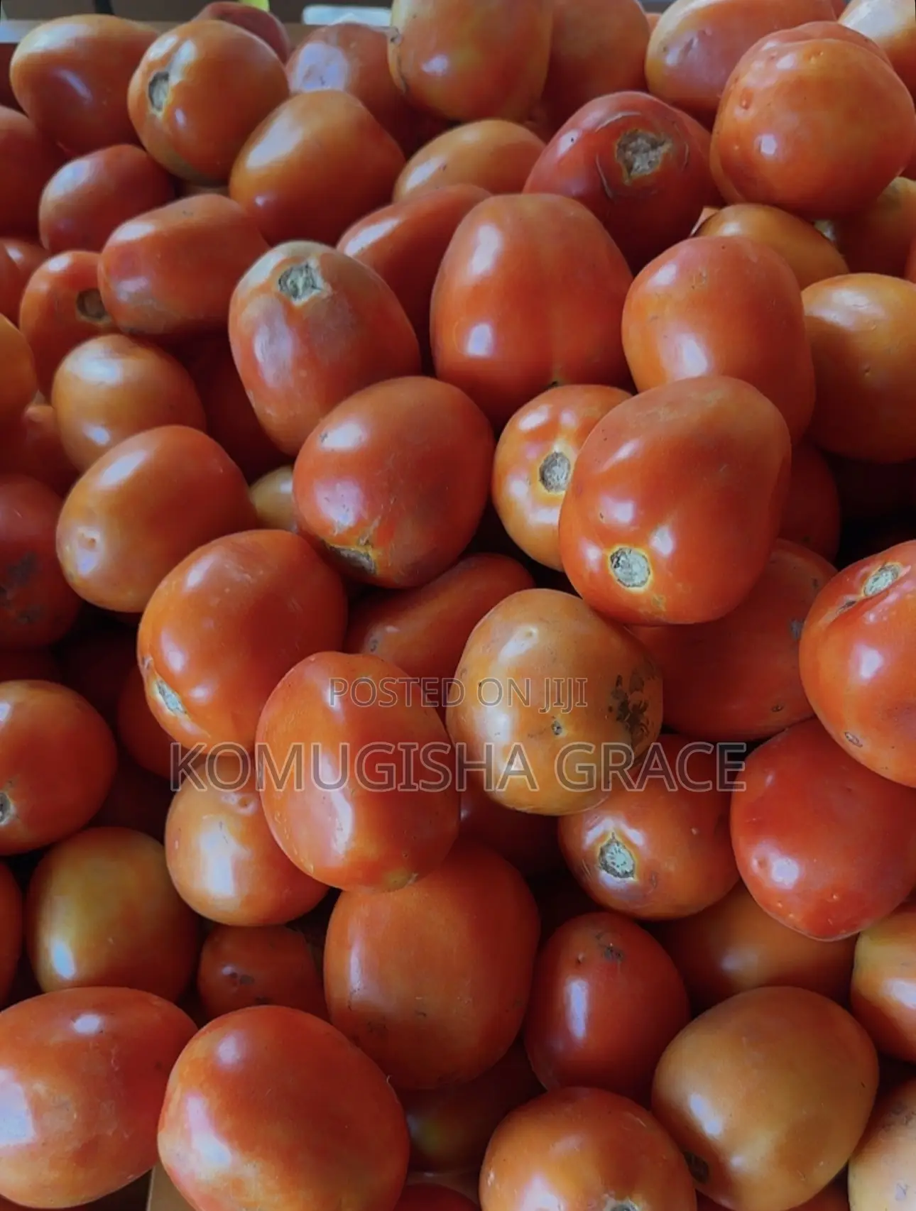 Big Tomatoes
