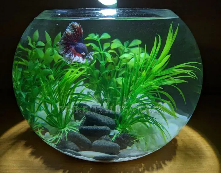 Glass Bowl Aquarium With Fish