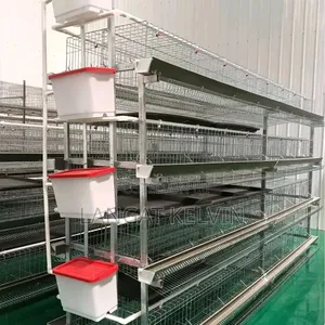 H Type Poultry Cage 160 Birds Capacity for Sale