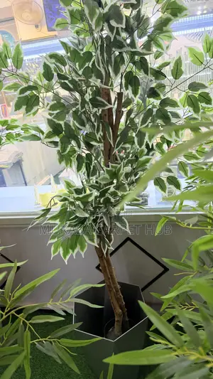 Premium Artificial Ficus Tree – Elegant Indoor Decoration