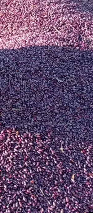New Season Nambale Beans