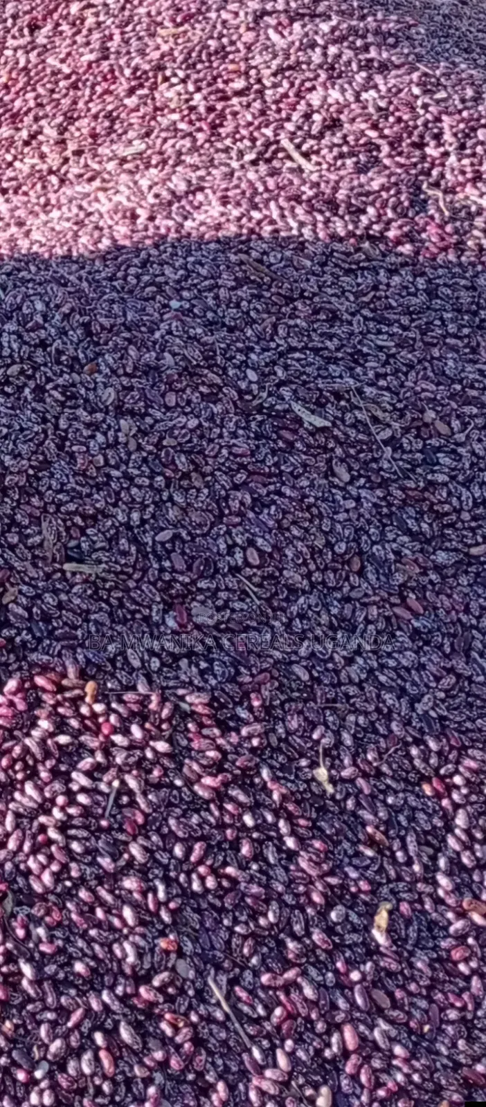 New Season Nambale Beans