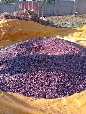 New Season Nambale Beans