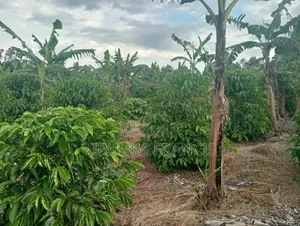 300 Acres of Land for Lease
