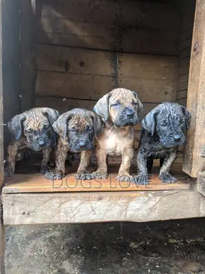 1-3 months Male Purebred Mastiff