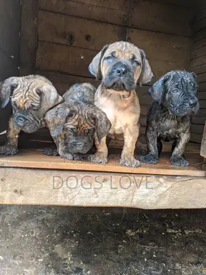 1-3 months Female Purebred Mastiff