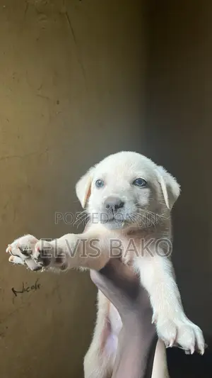 0-1 month Male Mixed Breed Labrador Retriever