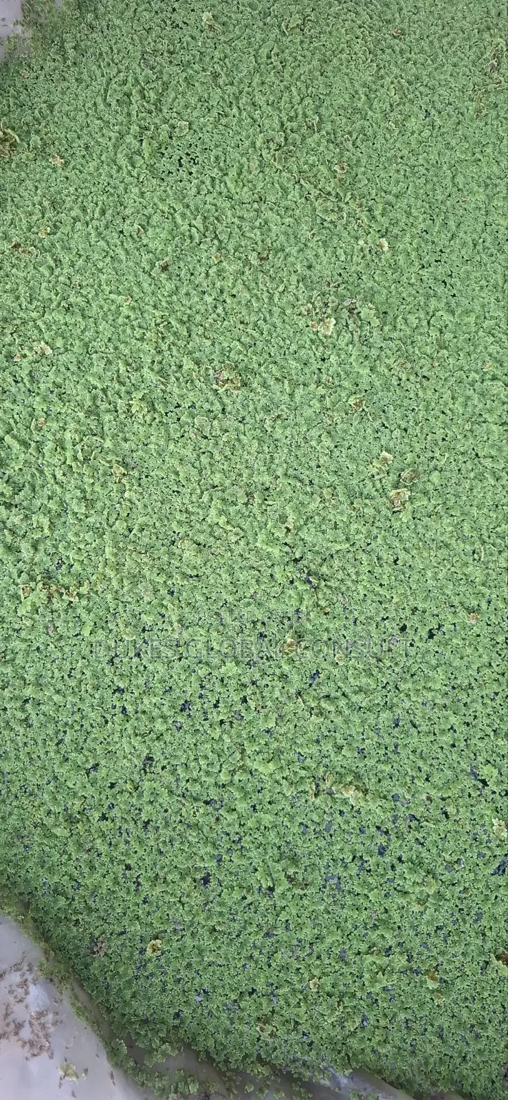 Azolla Plant
