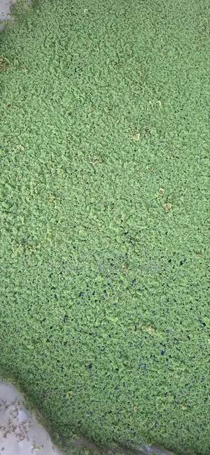 Azolla Plant