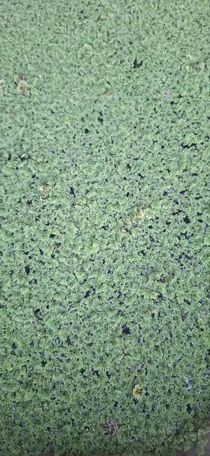 Azolla Plant