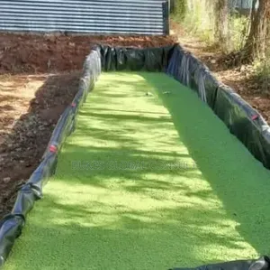 Azolla Plant