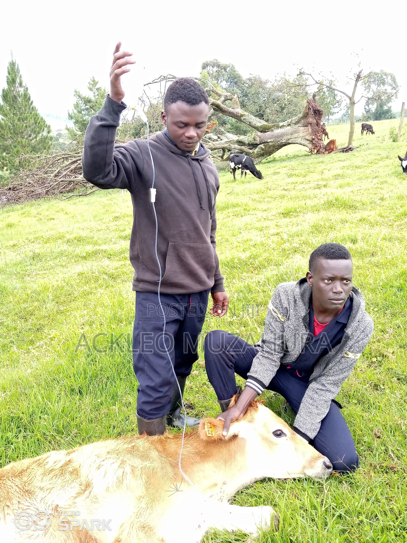 Teaching About Animal Production and Management